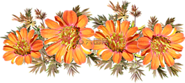 自然,植物區(qū)系,花