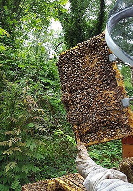savethebees,蜜蜂,蜂蜜