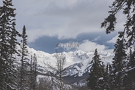 樹(shù),雪,冬天