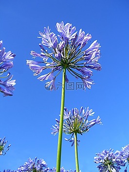 花,球,紫