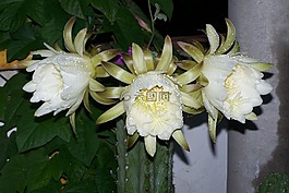 仙人掌,秘魯火炬,花