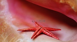 外殼,海星,海事