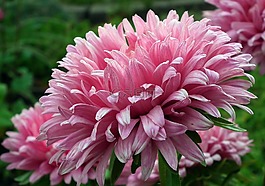 花,粉色,性質(zhì)