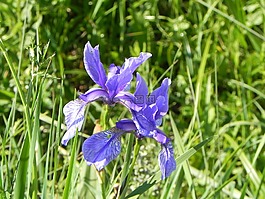 虹膜,花,高山