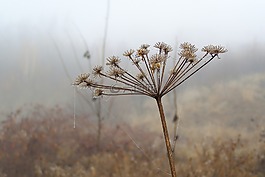 蜘蛛網(wǎng),滴,羅莎