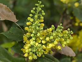 十大功勞,十大功勞 aquifolium,小檗 aquifolium