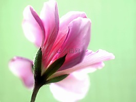 廠,性質,活