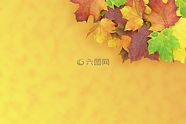 楓葉,秋季,出現