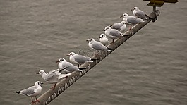 鳥,行,羊群
