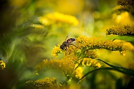 蜜蜂,宏,花卉