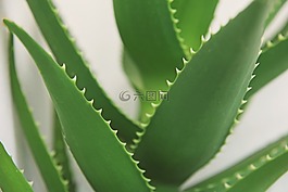 蘆薈,葉子,綠色