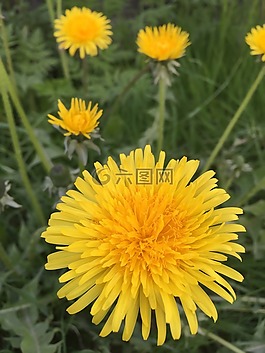 蒲公英,鮮花,大自然