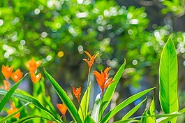 暗淡,h,綠色