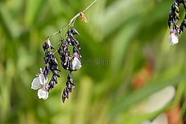 美人蕉,水生植物,再力花