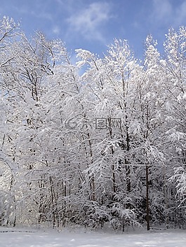 冬天,樹,雪