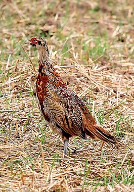 雉雞,母雞,鳥