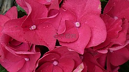 八仙花,花,紅色