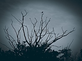 樹,陰沉,心情
