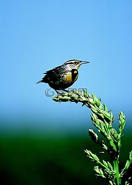 meadowlark,鳥,鳴鳥