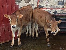 小牛,農(nóng)場動物,牛