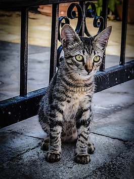 貓,迷路,動物