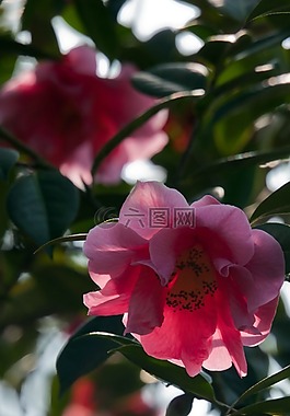 茶花,粉紅色,背光