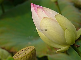 睡蓮,湖,芽