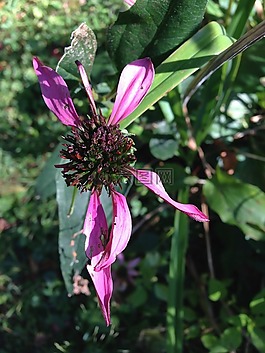 黑眼蘇珊,干花,開花