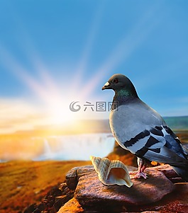 鳥,鴿子,自然