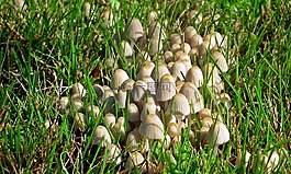 性質(zhì),草坪,植物