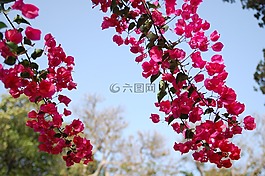 花,性質(zhì),廠