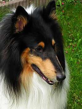 牧羊犬,純種狗,狗