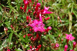 花,性質(zhì),廠