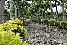 路徑,葡萄,葡萄園