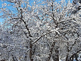 树,降雪,雪