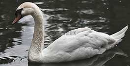 天鵝,公園,水