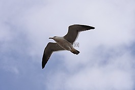 動(dòng)物,天空,云