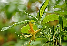 花,開花,盛開