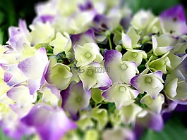 繡球花,鮮花,雨季