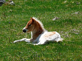 駒,野生的小馬,馬