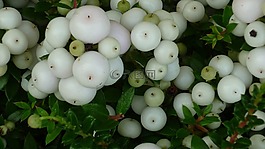 雪莓果,浆果,白