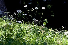野生草,雜草,植物區(qū)系