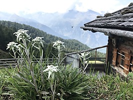 南蒂羅爾,雪絨花,廠