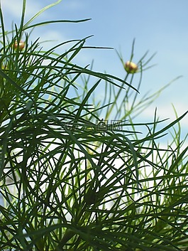 宇宙,植物,天空