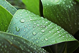 叶子,湿,雨