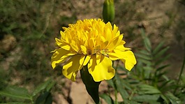 花,萬壽菊,黃