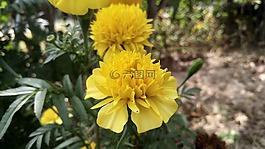 黃,花,觀賞