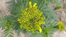 萬(wàn)壽菊,朵朵,觀賞