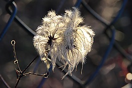 開花,太陽,廠