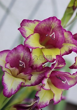 蘭花,花,紫